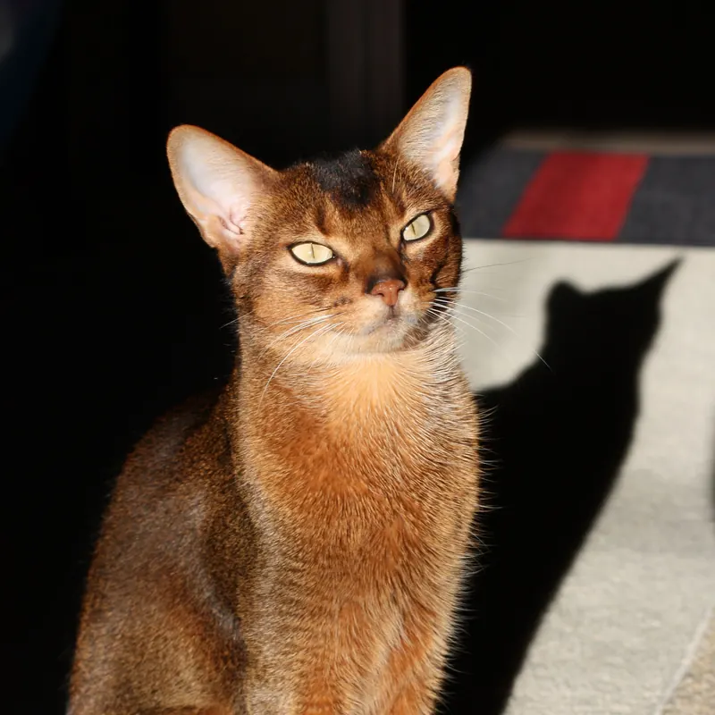 A Abyssinian