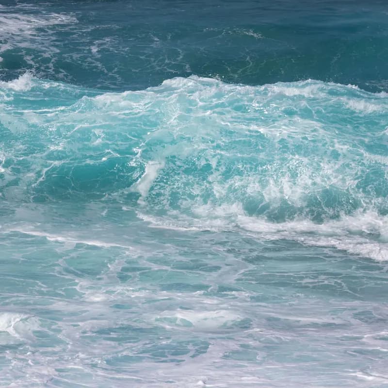 A Aquatic