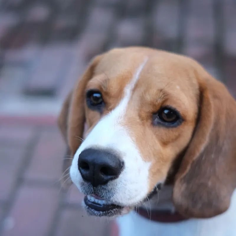 A Beagle