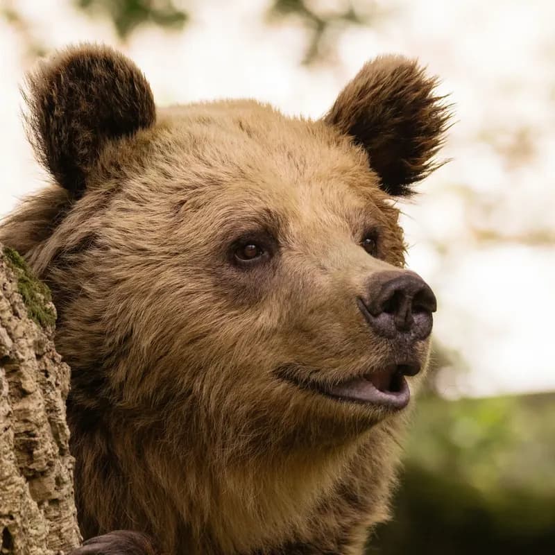 A Bear