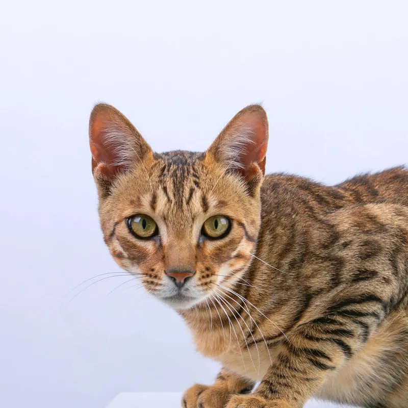 A Bengal