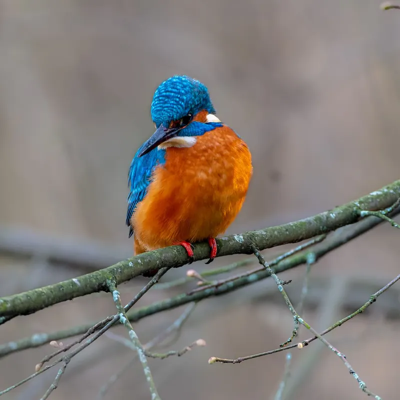 A Birdwatching