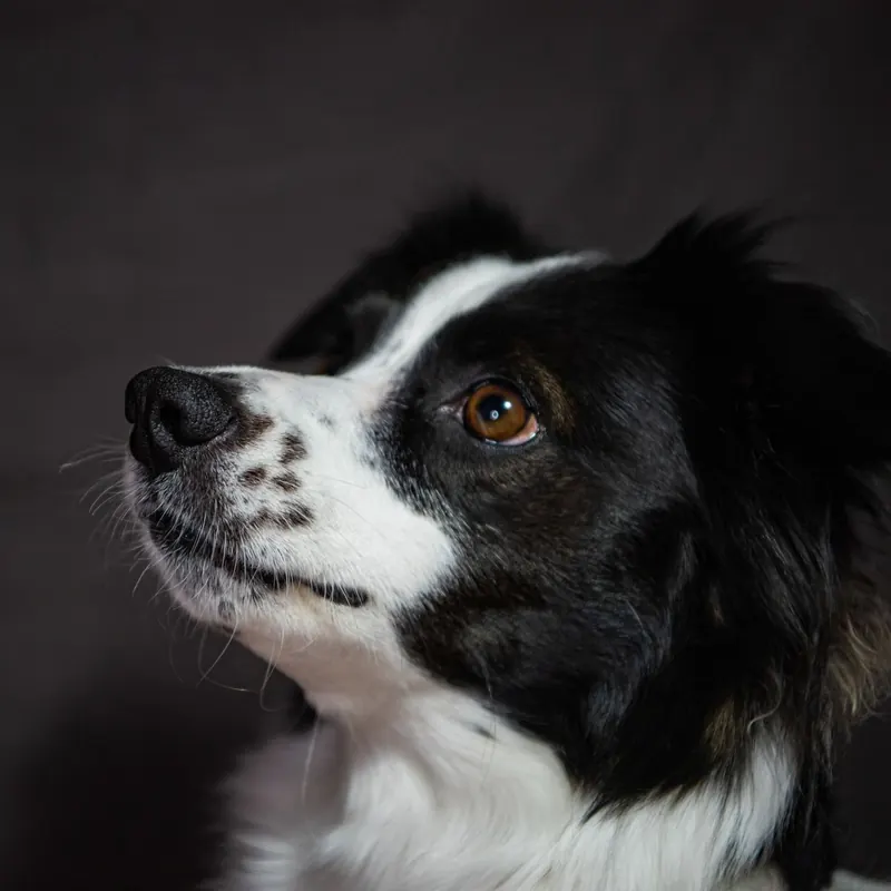 A Border Collie