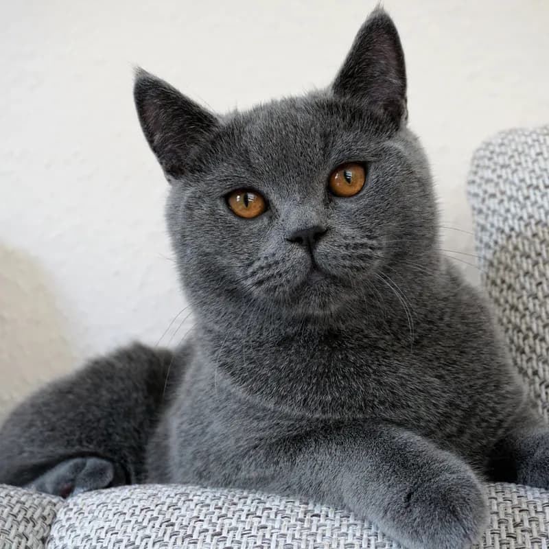 A British Shorthair