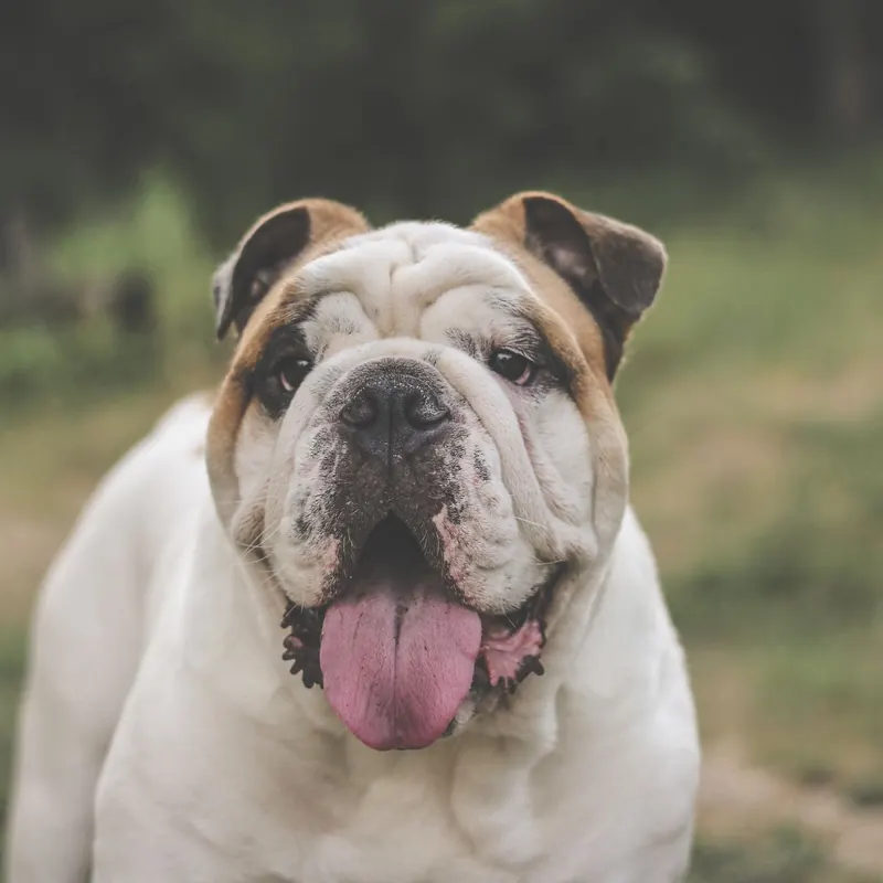 A Bulldog