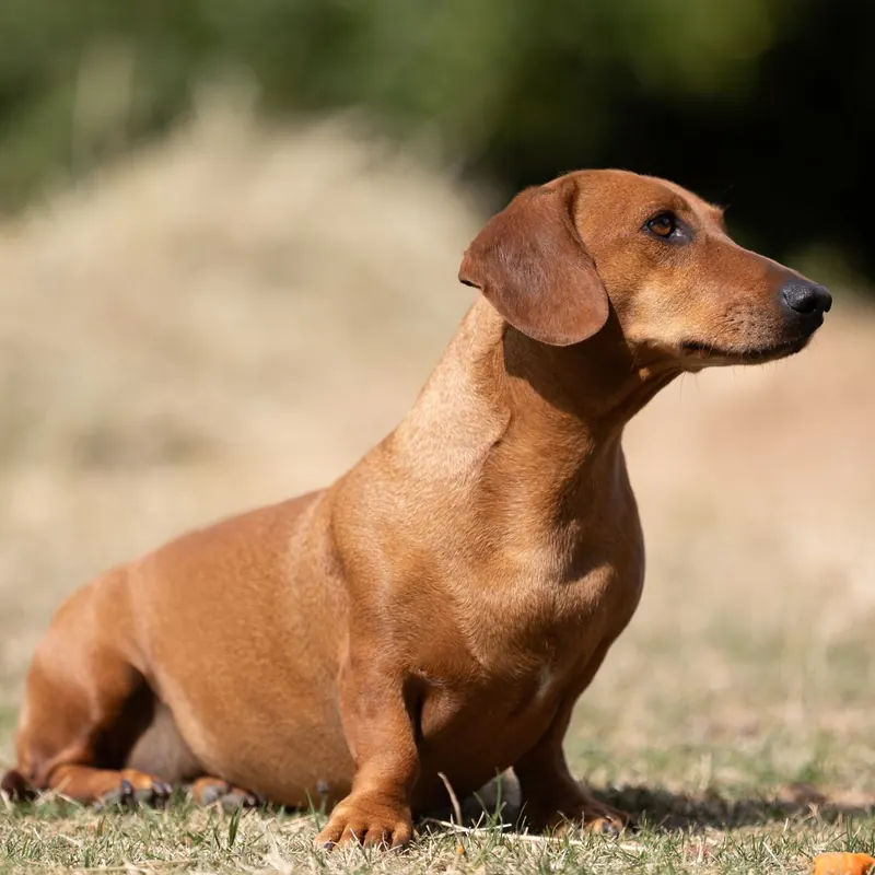 A Dachshund