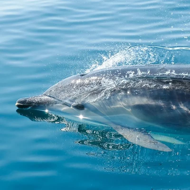 A Dolphin
