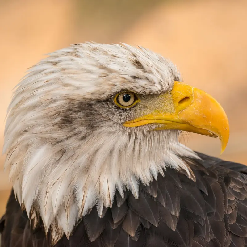 A Eagle