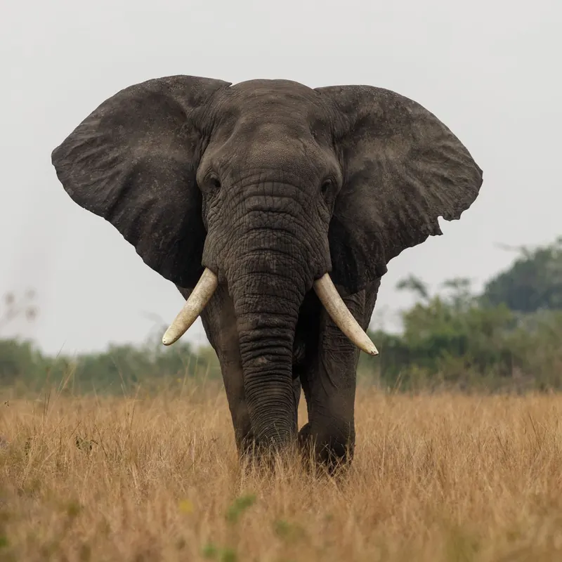 A Elephant