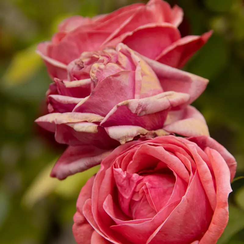 A Floral