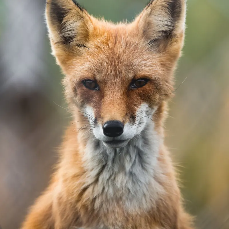 A Fox