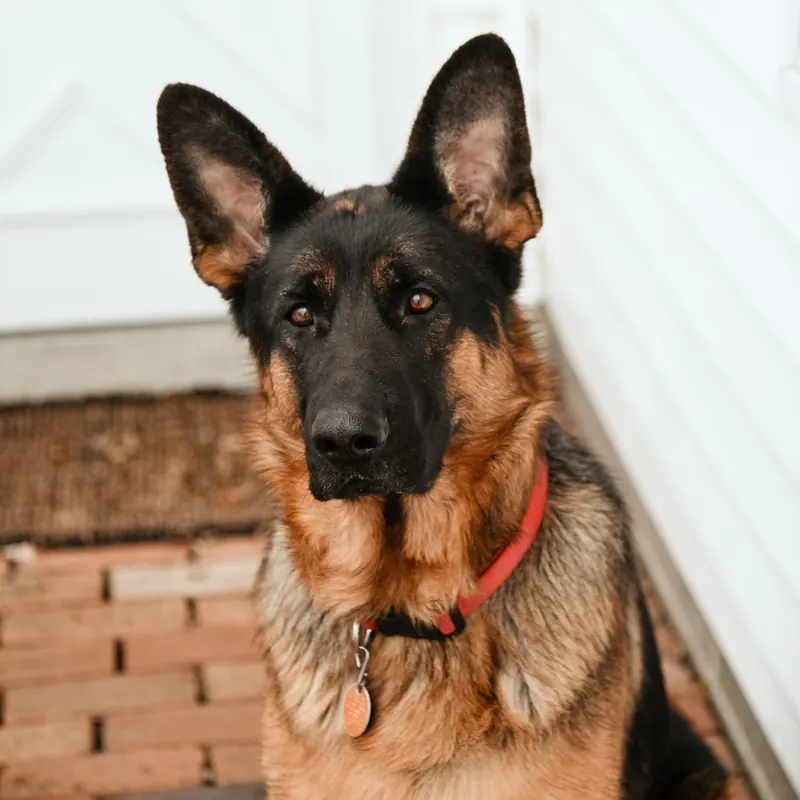 A German Shepherd