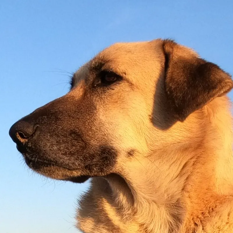 A Kangal