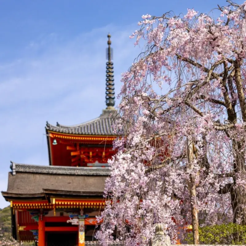 A Kyoto in Bloom