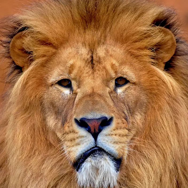 A Lion
