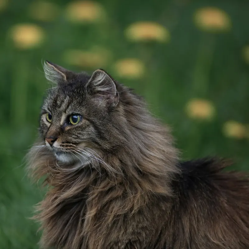 A Norwegian Forest Cat