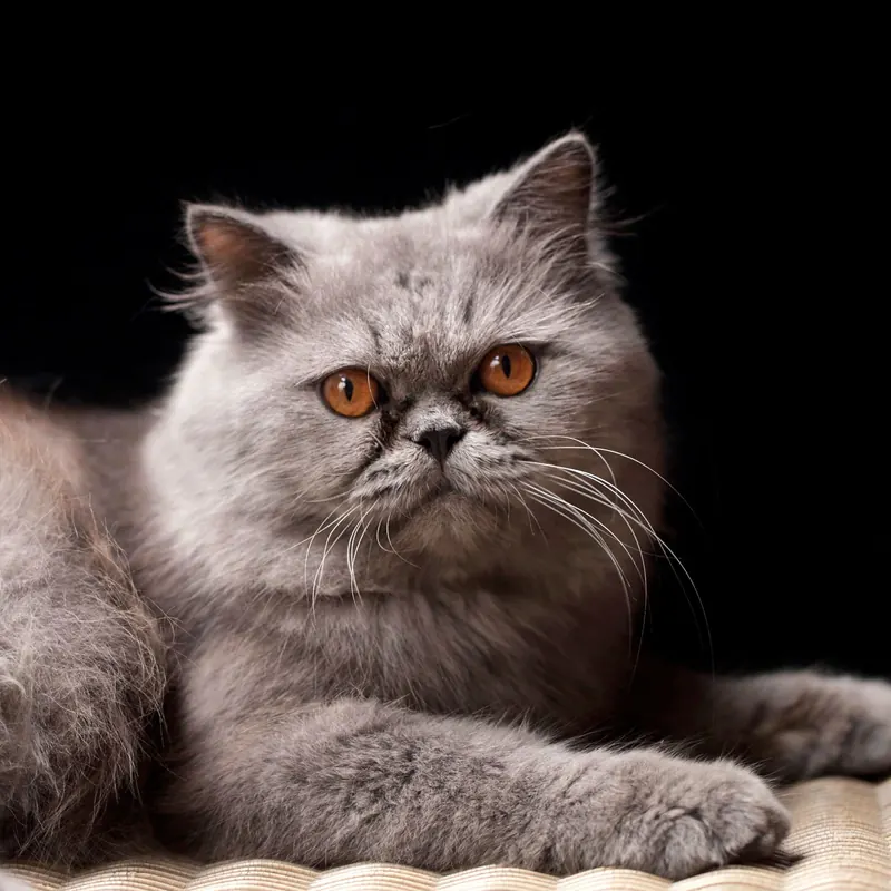 A Persian