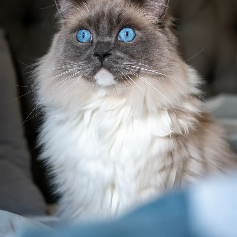 A Ragdoll