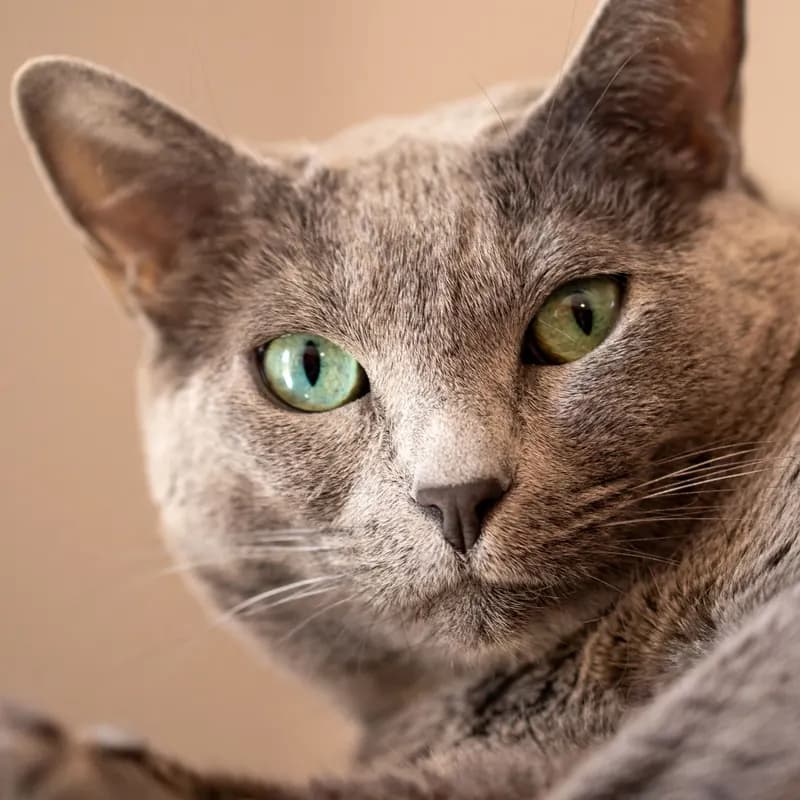 A Russian Blue