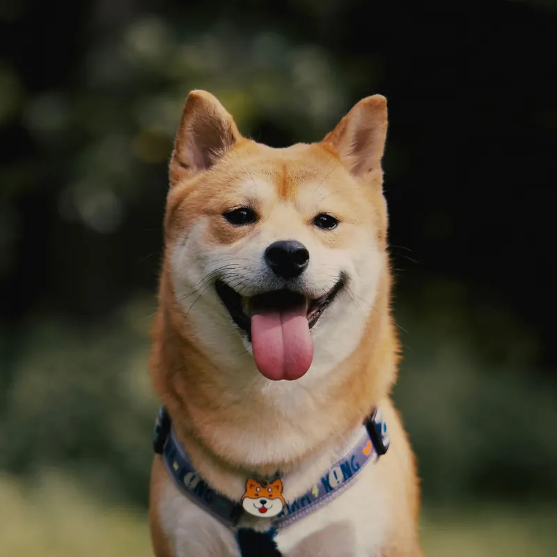 A Shiba Inu