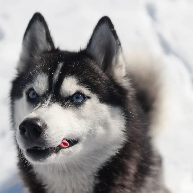 A Siberian Husky