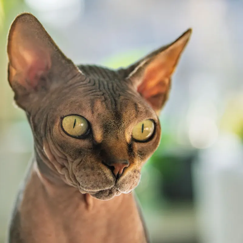 A Sphynx