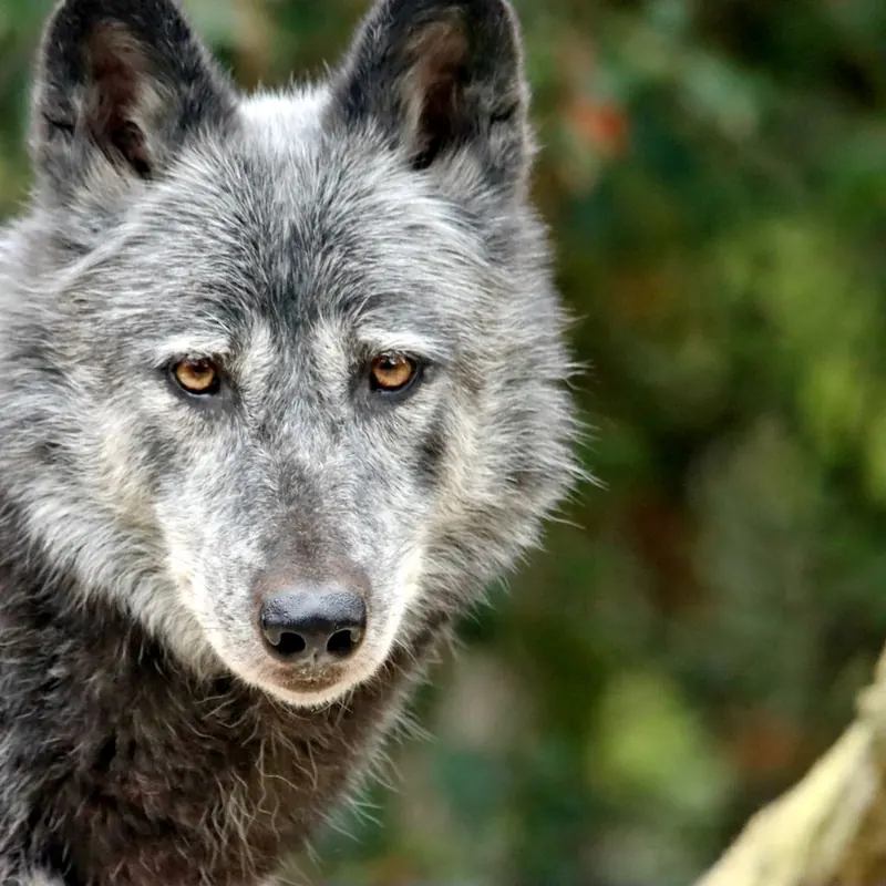 A Wolf