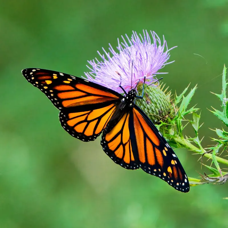 A Butterfly
