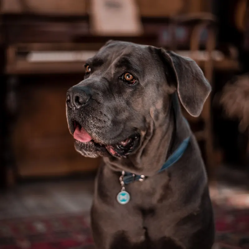 A Cane Corso
