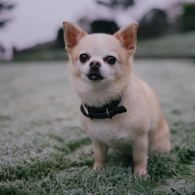 A Chihuahua