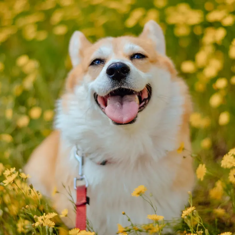 A Corgi