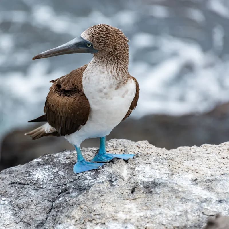 A Galápagos Islands