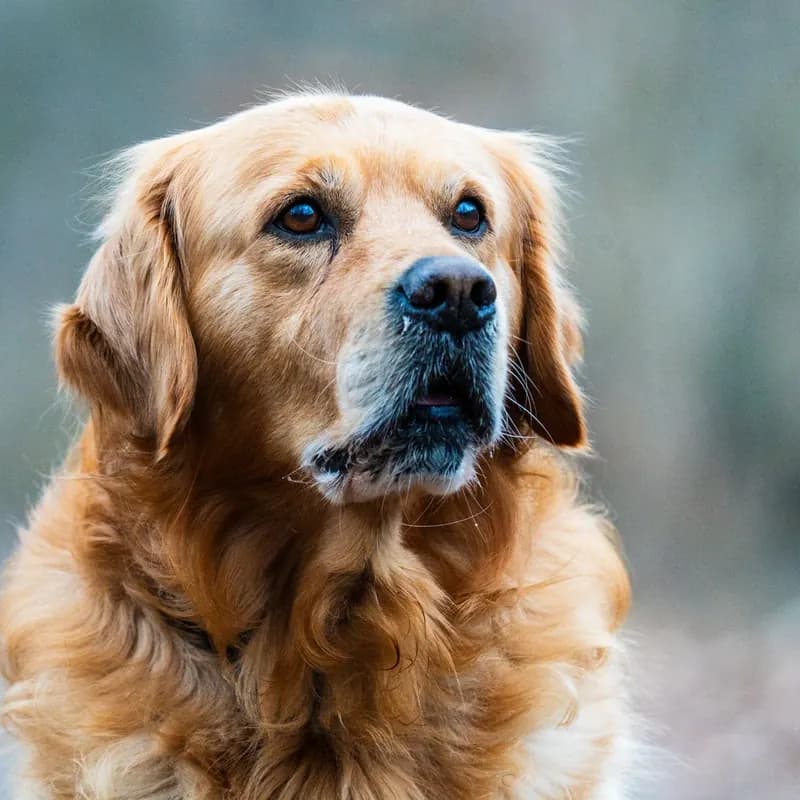 A Golden Retriever
