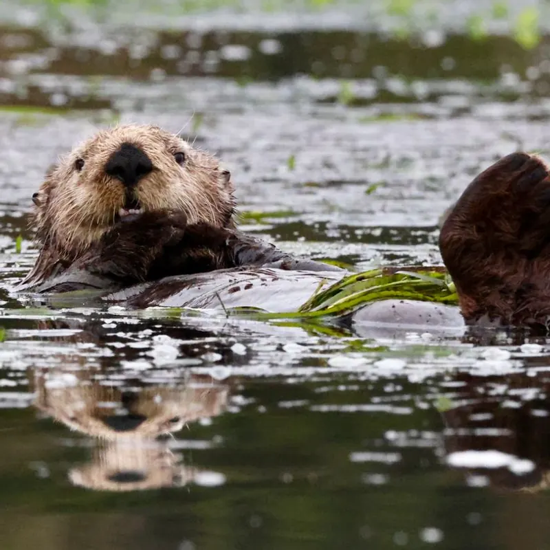 A Otter