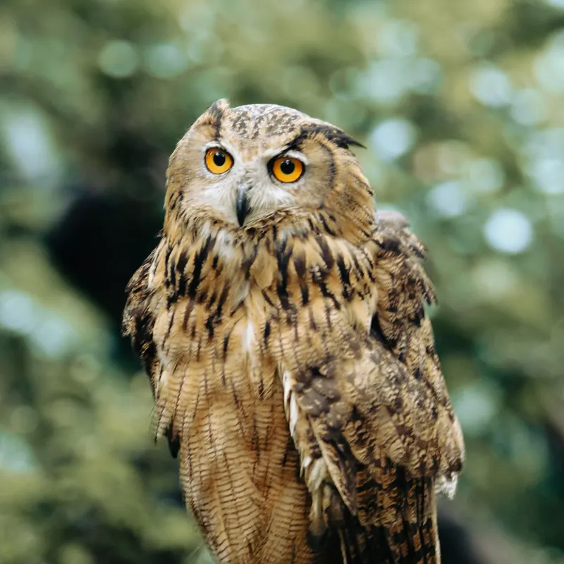 A Owl