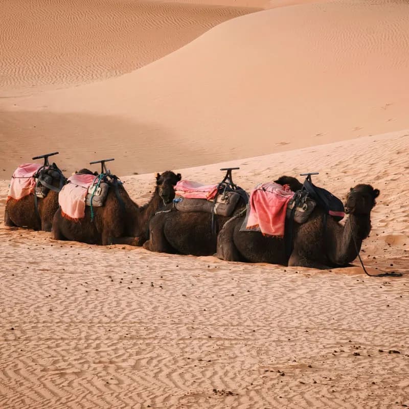 A Sahara Nights