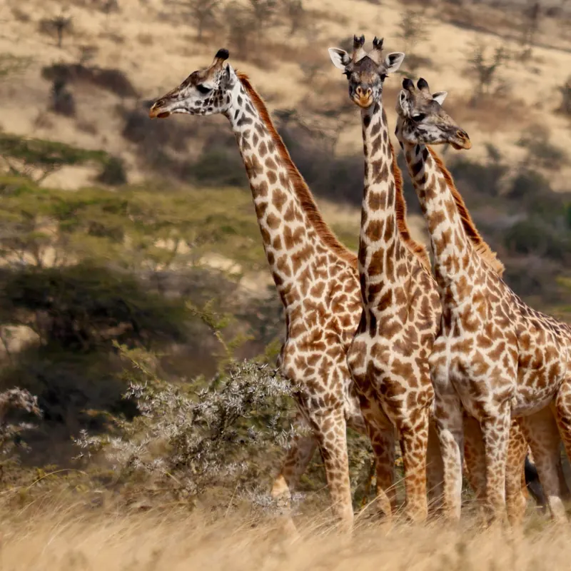 A Serengeti Safari