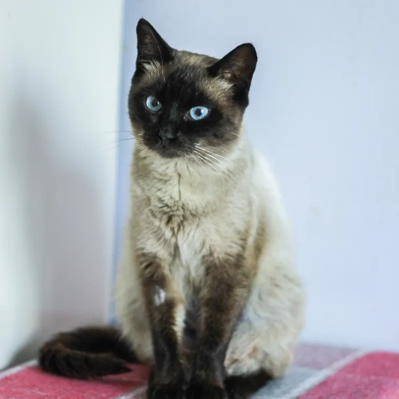 A Siamese