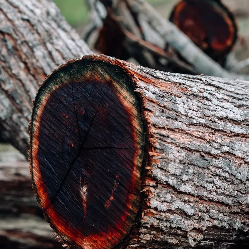 A Woody